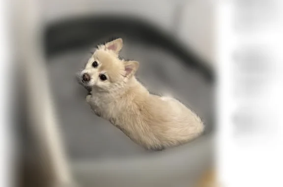 Lost dog, Paradise, Nevada, Hidden Hills - neutered male, cream-colored Pomeranian - photo