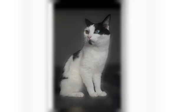 Chat perdu, Paris, photo: Chat perdu mâle, Rue Jean Baptiste Lamarck, Barentin, Paris - noir et blanc, pucé et vacciné