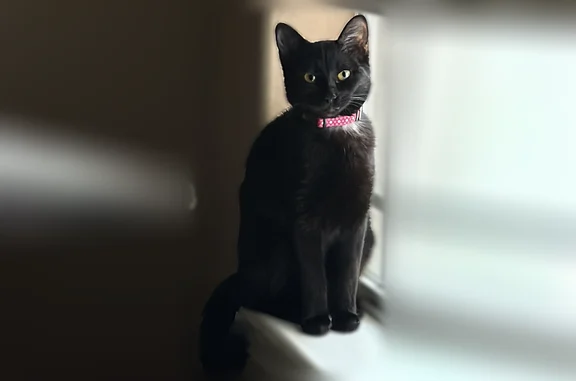 Missing cat McAllen, photo: Lost cat, 49th Street, 282, McAllen - female, black with yellow eyes, pink collar