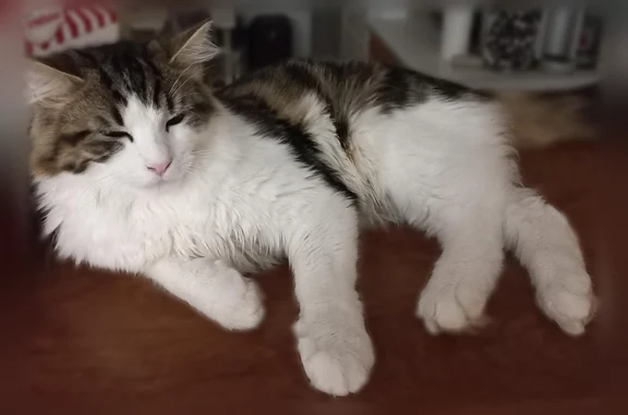 Chat perdu, Gevrey-Chambertin, photo: Chat perdu mâle, Rue Fontaine de Bergis, Gevrey-Chambertin - jeune, disparu depuis vendredi 19 juin au matin