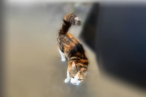 Tricolore , sortie à son habitude même si le temps est couvert ou pluie 4 ans très sociable et curieuse petit trait noir sur le nez fine très douce stérilisée pucée icad france ,actuellement dans les Vosges attente identification par services