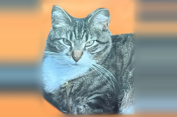 Lost cat, Werk Road, 5397, Bridgetown, Cincinnati — female, yellow collar - photo