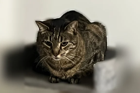 Chat perdu, mâle, Rue Montesquieu, 6, Feurs - photo