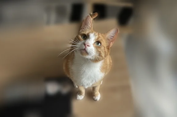 Chat perdu mâle, Rue du 4ème Spahis Marocains, 26, Rouffach - roux et blanc - photo