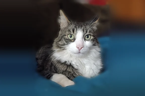 Chat perdu, Toulouse, photo: Chat perdu, Rue Lafon, 10 Bis, Toulouse - mâle, rayé gris blanc marron