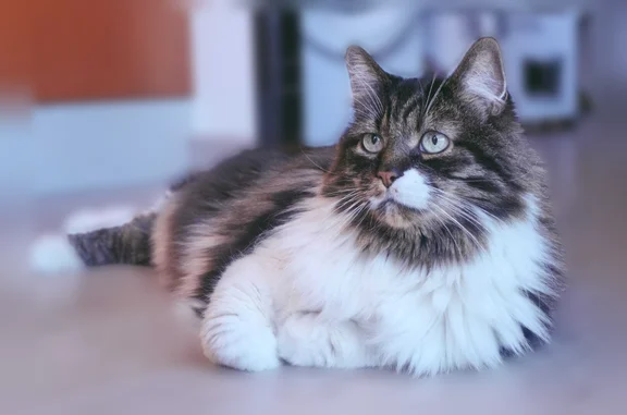 Chat perdu mâle, Viarmes, Île-de-France, Rennes — craintif, type maine coon - photo