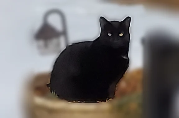 Lost cat male, Fairfield Street, 1736, Toms River, South Toms River — very yellow eyes - photo