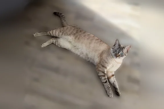Chat perdu mâle, Square des Cloteaux, 5, Rennes - blanc tigré gris, yeux bleus - photo