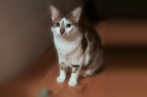 Chat perdu, Rue Audubert, Bordeaux - femelle, sociable, tache sur le nez - photo