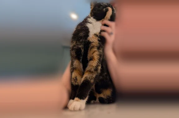 Lost cat, Lussier Drive, 6515, Houston - female tortico with very little white - photo