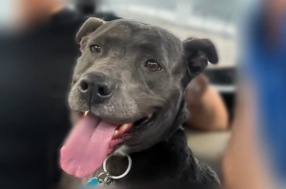 Lost dog, Northeast Cambridge Drive, 801, Lee's Summit — name Becca - photo
