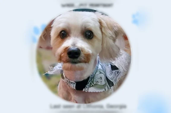 Lost dog, Lithonia, Georgia, Atlanta - blind in one eye - photo
