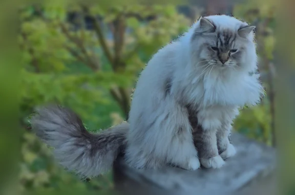 Chat perdu mâle, Rue Villebois Mareuil, Eaubonne - Ragdoll blanc aux extrémités foncées - photo