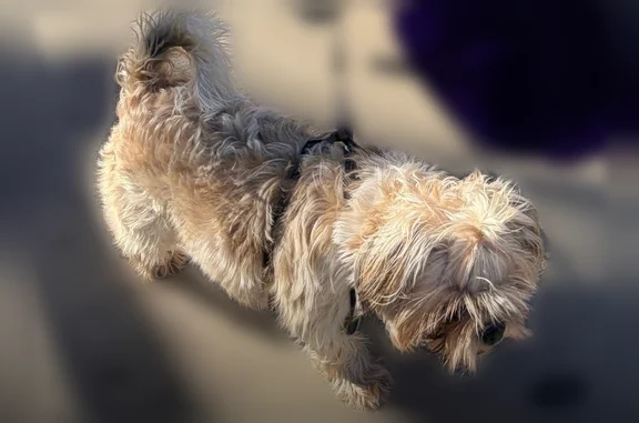 Lost dog, North Westmoreland Road, 403, Dallas - female, light brown, chipped - photo