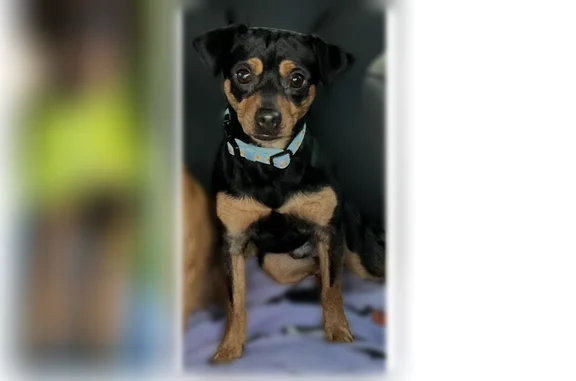 Missing dog Oklahoma City, photo: Lost dog, South Villa Avenue, Oklahoma City — small brown and black dog in a blue vest