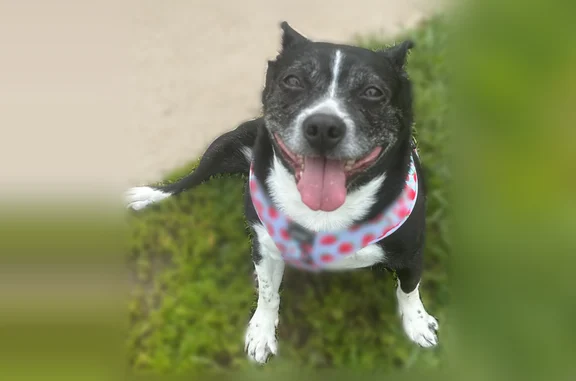 Lost dog, Ridge Road, 21225, K...