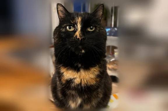 Chat perdu, Chemin de la Petite Côté, 37, Sarzeau, Paris - chatte craintive écaille de tortue - photo