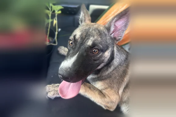 Found pets Bradenton, photo: Found dog, 31st Street West, 411, Bradenton - male, 4 months old, brindle Shepard mix