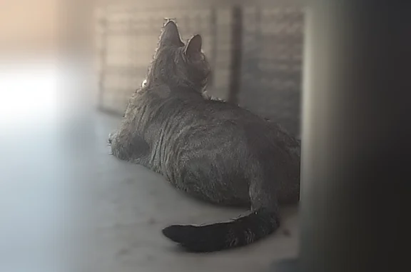 Chat trouvé Décines-Charpieu, photo: Chat trouvé, Chemin de la Berthaudière, 34 Bis, Décines-Charpieu — gris tigré, tatoué à l’oreille droite