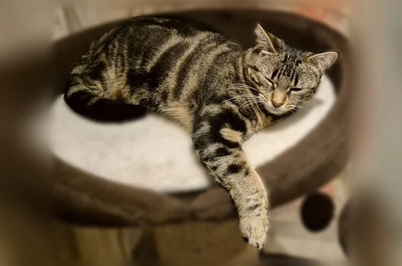 Chat perdu femelle, Sentier des Écoles, 1B, Steenbecque - petite taille, tigrée noir et beige - photo