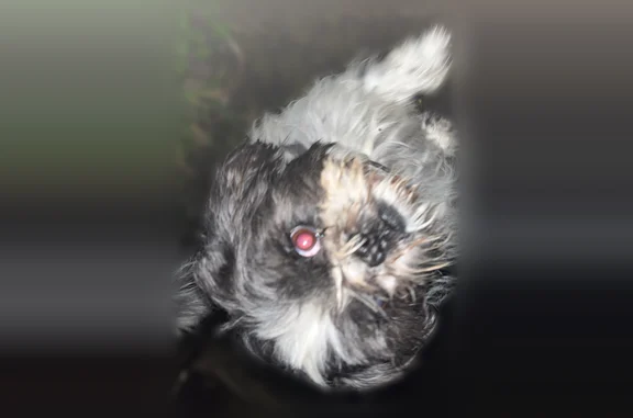 Chien perdu mâle, Rue d'Erceville, 14, Nemours - Shi Tzu noir et blanc - photo