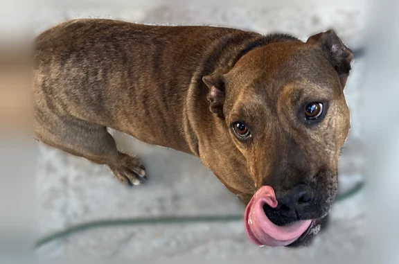 Found dog Odenton, photo: Found dog, Reece Road, 838, Odenton - male, Scooby Doo collar