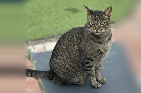 Lost cat, San Julian Place, Santa Barbara, Daly City - large, heavy, very friendly - photo