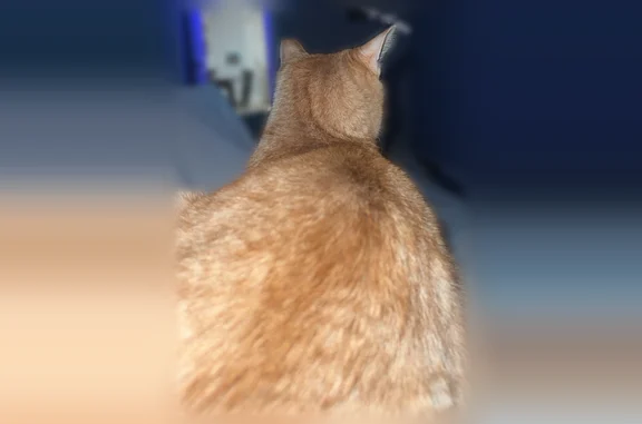 Lost cat, Harry Lane, 313, Hamilton Township, Stroudsburg - female, orange fur, chipped ear - photo