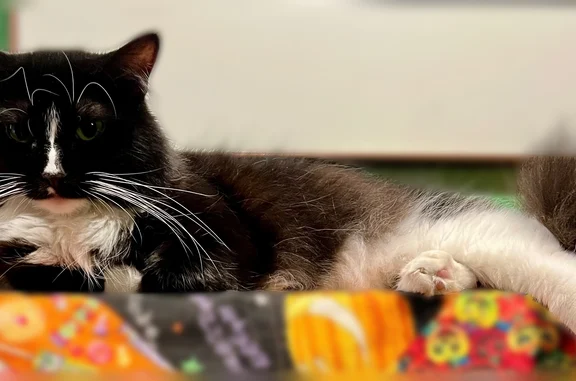 Lost cat, Twin Oak Court, 1336, Fort Collins - female, sweet disposition - photo