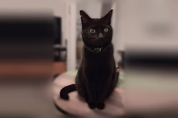 Chat noir avec collier rouge phosphorescent Un œil blanc type cataracte Fente sur l'oreille droite Pucer