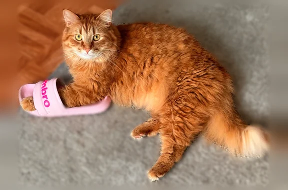Chat roux, très affectueux.. Pas méchant du tout Il s'est sauvé dans la nuit du 20 au 21 juin..