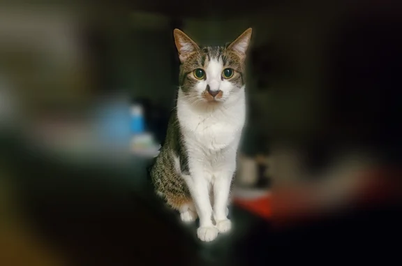 Chat perdu, Rue de la Chapelle, 170, Vernaison - femelle craintive - photo
