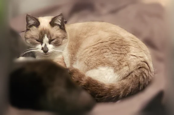 Chat perdu, Paris, photo: Chat perdu mâle, Chemin de la Ribassière, 28, Allauch, Paris - robe beige très clair, yeux bleus, pucé