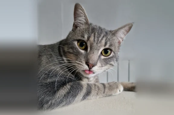 Chat perdu mâle, Rue du 4 Septembre, 6, Valence — jeune et très sociable - photo