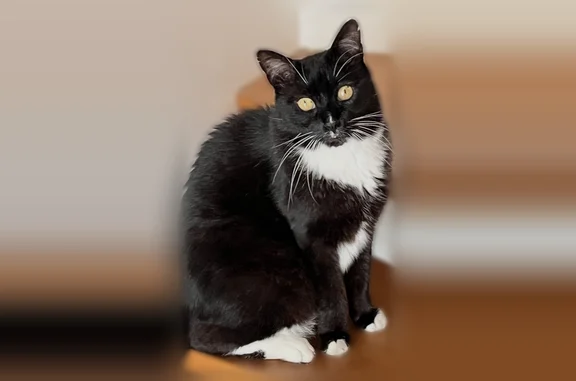 Chat perdu mâle, Rue de Rennes, 10, La Chapelle-des-Fougeretz - noir avec pattes blanches - photo