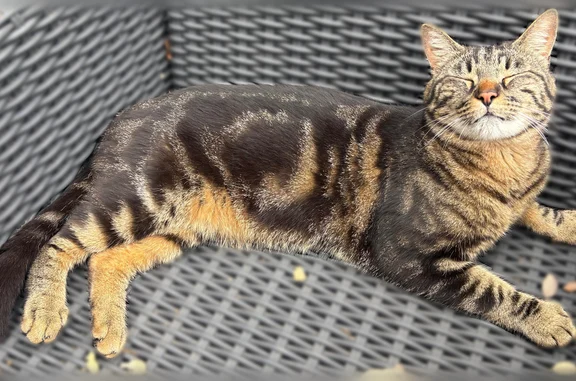 Chat perdu, Rognac, photo: Chat perdu, Impasse des Argeras, 97, Rognac