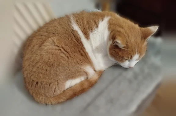 Chat perdu femelle, Boulevard de Plymouth, 97, Brest - blanche et rousse, collier jaune - photo