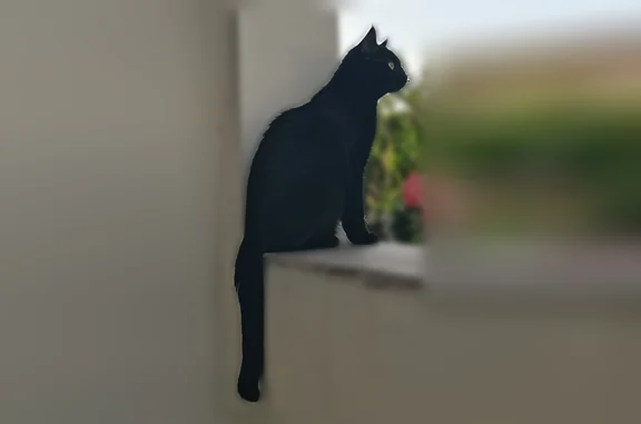 Perdu chat femelle, Rue Châteaubriand, Clermont-Ferrand - chatte noire - photo