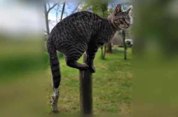 Chat perdu mâle, Kerlen, 13, Bignan, Lanester - yeux verts et tache blanche au poitrail - photo