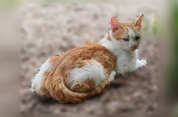 Perdu chat femelle, Charcay, 5, Jaulnay, Saint-Gervais-les-Trois-Clochers — ventre rasé, taches rousses sur fond blanc - photo