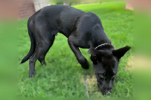 Found dog Denton, photo: Found dog, West Hickory Street, 110, Denton - friendly puppy