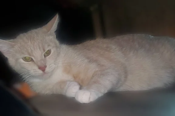 Lost cat female, Delaney Park Road, 8215, Indianapolis — friendly, light tan/off-white - photo