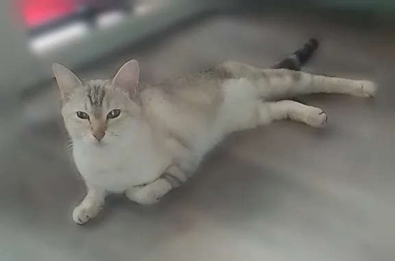 Chat perdu femelle, Aureilhan, La Trinité - blanche, yeux bleus - photo