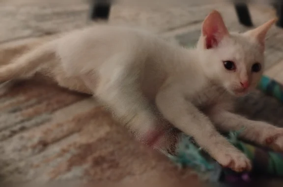 Chat trouvé Trizay, photo: Chat trouvé, Rue Jean Charcot, 4, Marmande, Trizay — chaton blanc, yeux clairs