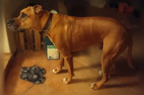 Chien trouvé Montpellier, photo: Chien trouvé mâle, Rue Maurice Chauvet, 44, Montpellier - brun clair, collier en cuir