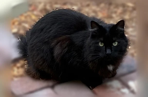 Lost and found pets Petaluma, photo: Found cat, Park Place Drive, 266, Petaluma - black longhair with white markings on chest and tummy