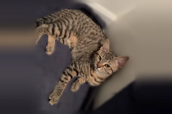 Lost cat, Hill Street, 34, Eddington - male kitten, responds to shaking treats - photo
