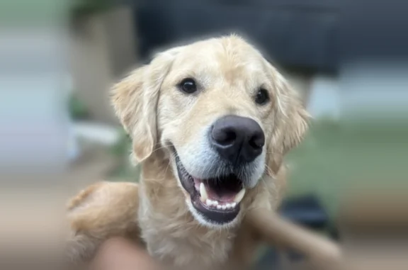 Lost dog, East 46th Street, 1510, Indianapolis - male, blonde, about 70 lbs - photo