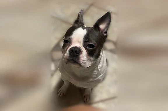 Lost dog, Berkley Avenue, 1111, Dallas - female Boston terrier - photo