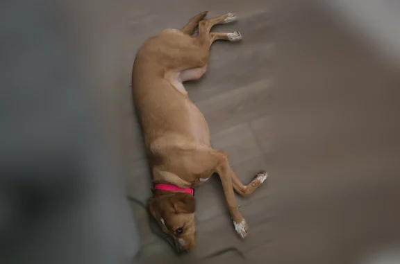 Lost dog, Brook Road, 269, Evergreen, Santa Clara - female, shy, responds to treats - photo